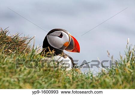Puffin at Latrabjarg, West Fjords, Iceland View Large Photo Image Stock Image - Puffin at Latrabjarg, West Fjords, Iceland. Fotosearch