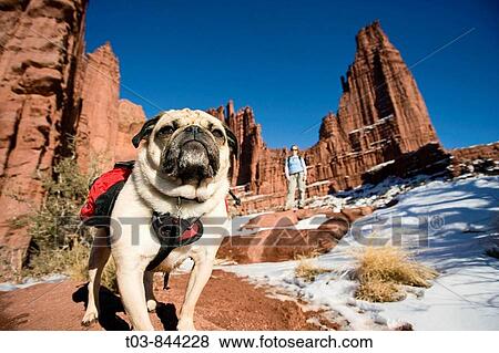 Pug dog wearing backpack stands on trail as owner looks on from distance at Fisher Towers outside Moab, Utah, USA View Large Photo Image Stock Photo - Pug dog wearing backpack stands on trail as owner looks on from distance at Fisher Towers outside Moab, Utah, USA. Fotosearch