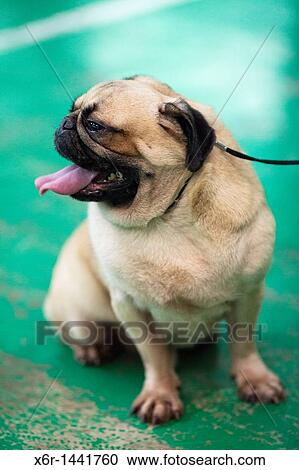 Pug View Large Photo Image Stock Image - Pug. Fotosearch
