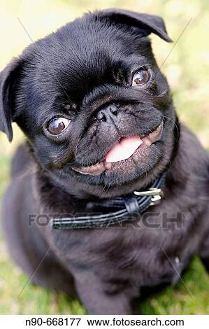 Pug View Large Photo Image Stock Photo - Pug. Fotosearch