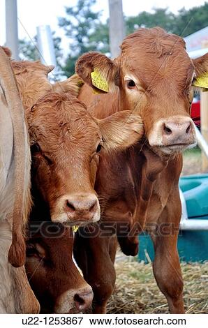 Stock Photo - Pugliano (Italy), cattle at the September livestock fair. Fotosearch