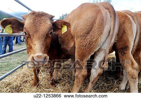 Stock Photograph - Pugliano (Italy), cattle at the September livestock fair. Fotosearch