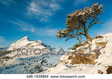 Picture - Puig Major massif, 1436 meters, Escorca, Sierra Tramontana, mallorca, Balearic Islands, Spain, Europe. Fotosearch