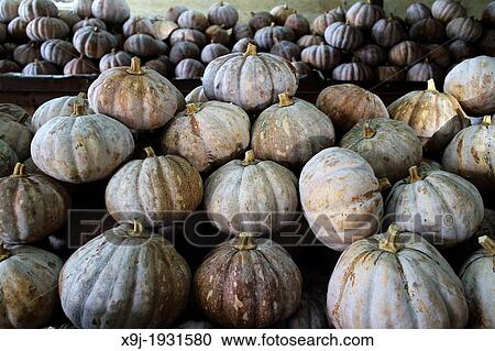 Pumkins at local market, asia View Large Photo Image Stock Image - Pumkins at local market, asia. Fotosearch