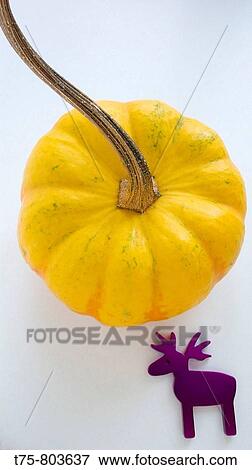 Pumpkin and reindeer View Large Photo Image Stock Photo - Pumpkin and reindeer. Fotosearch