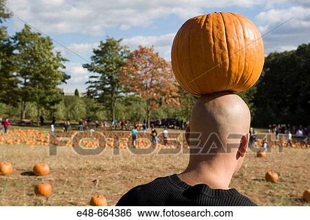 Pumpkin balanced on bald man's head View Large Photo Image Stock Photograph - Pumpkin balanced on bald man's head. Fotosearch