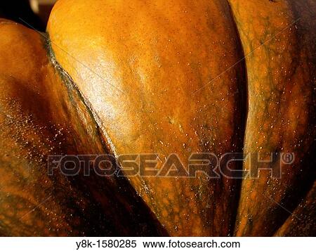 Stock Photography - Pumpkin closeup. Fotosearch