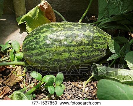 Pumpkin View Large Photo Image Stock Image - Pumpkin. Fotosearch