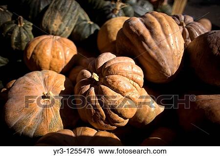 Pumpkins for Halloween celebration are for sale at Jamaica Flower Market in Mexico City. View Large Photo Image Stock Photograph - Pumpkins for Halloween celebration are for sale at Jamaica Flower Market in Mexico City.. Fotosearch