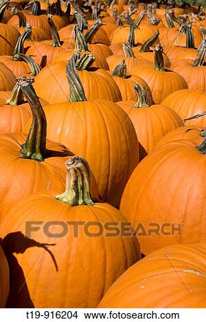 Pumpkins View Large Photo Image Picture - Pumpkins. Fotosearch