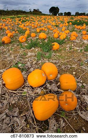 Pumpkins ready for Harvest Norfolk October View Large Photo Image Stock Image - Pumpkins ready for Harvest Norfolk October. Fotosearch