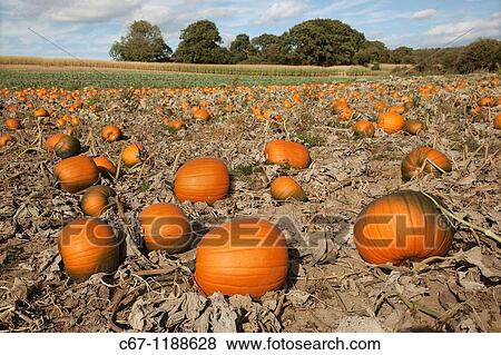 Pumpkins ripening in field for halloween View Large Photo Image Stock Photo - Pumpkins ripening in field for halloween. Fotosearch