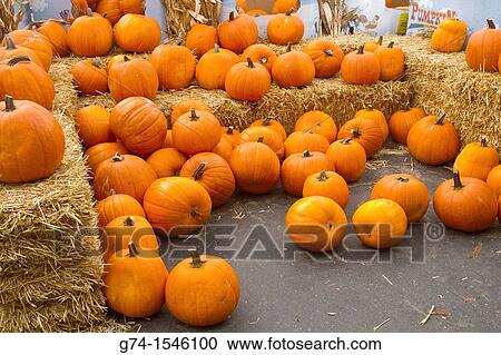 Pumpkins View Large Photo Image Stock Image - Pumpkins. Fotosearch