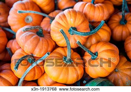 Stock Photo - Pumpkins. Fotosearch