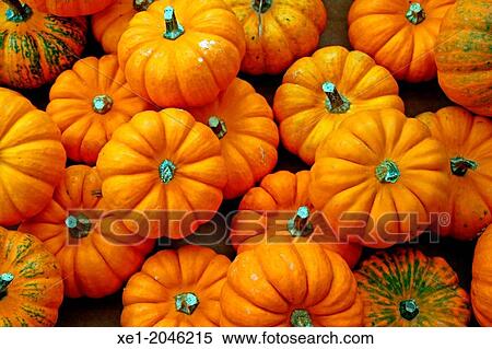 Pumpkins View Large Photo Image Stock Photography - Pumpkins. Fotosearch