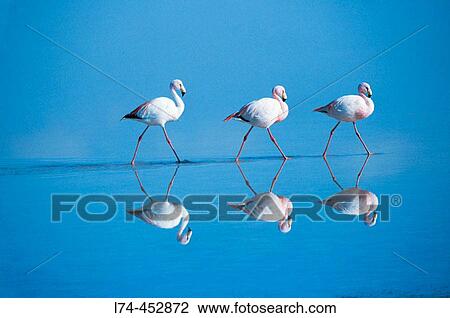 Puna Flamingo (Phoenicoparrus jamesi), rare highly adapted to feed on microscopic diatoms. Laguna Colorada, Bolivia View Large Photo Image Stock Image - Puna Flamingo (Phoenicoparrus jamesi), rare highly adapted to feed on microscopic diatoms. Laguna Colorada, Bolivia. Fotosearch