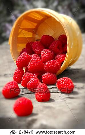 Punet of fresh picked raspberries View Large Photo Image Stock Photograph - Punet of fresh picked raspberries. Fotosearch