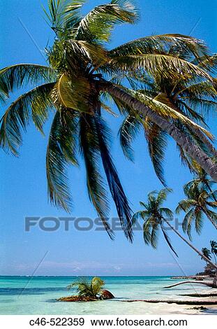 Punta Cana. Dominican Republic. West Indies. Caribbean View Large Photo Image Stock Photo - Punta Cana. Dominican Republic. West Indies. Caribbean. Fotosearch