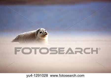 Pup Atlantic Grey Seal (Halichoerus Grypus) on beach. Donna Nook Nature Reserve, Lincolnshire Wildlife Trust, North Somercotes, North East England. View Large Photo Image Stock Photo - Pup Atlantic Grey Seal (Halichoerus Grypus) on beach. Donna Nook Nature Reserve, Lincolnshire Wildlife Trust, North Somercotes, North East England.. Fotosearch
