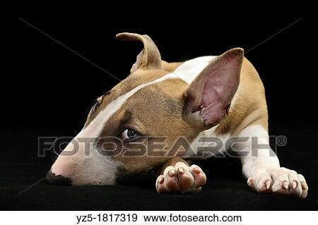 Stock Photo - Puppy Bull Terrier on black background - Milan, italy. Fotosearch