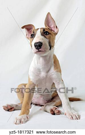 Puppy Bull Terrier on white background - Milan, italy View Large Photo Image Stock Image - Puppy Bull Terrier on white background - Milan, italy. Fotosearch
