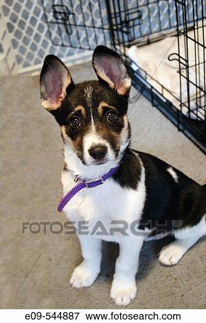 Puppy less than 3 months old, mixed breed possibly including Corgi, big ears standing up, purple fabric collar too big for it, sitting on rug with open crate behind View Large Photo Image Stock Photo - Puppy less than 3 months old, mixed breed possibly including Corgi, big ears standing up, purple fabric collar too big for it, sitting on rug with open crate behind. Fotosearch