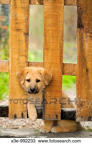 Puppy looking through fence View Large Photo Image Stock Image - Puppy looking through fence. Fotosearch