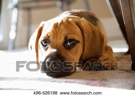 Puppy View Large Photo Image Stock Photo - Puppy. Fotosearch