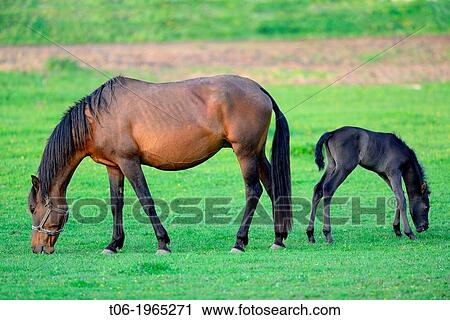 Pure Spanish bred horse, mare and 5 days old foal (Equus caballus) in the field. Alsace, France. View Large Photo Image Stock Image - Pure Spanish bred horse, mare and 5 days old foal (Equus caballus) in the field. Alsace, France.. Fotosearch