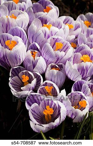 Stock Photo - Purple and white crocus in bloom in early spring. Fotosearch
