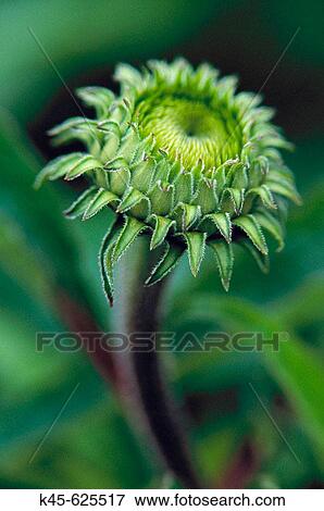 Stock Photo - Purple Coneflower bud (Echinacea purpurea) in private garden. Southern Oregon coast, USA. Fotosearch