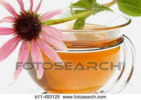 Purple Coneflower (Echinacea purpurea) infusion View Large Photo Image Stock Photography - Purple Coneflower (Echinacea purpurea) infusion. Fotosearch