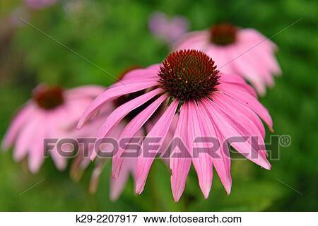 Stock Photo - Purple coneflower in garden (Echinacea purpurea), Greater Sudbury (Lively), Ontario, Canada.. Fotosearch