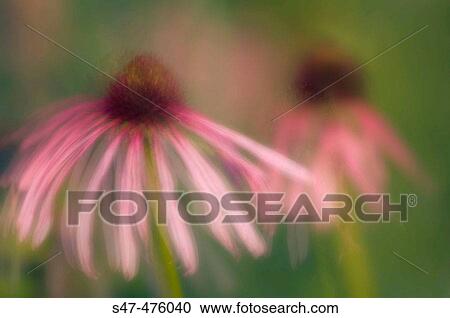 Purple Coneflowers. Echinacea pallida. Maryland, USA. July 2005 View Large Photo Image Stock Image - Purple Coneflowers. Echinacea pallida. Maryland, USA. July 2005. Fotosearch