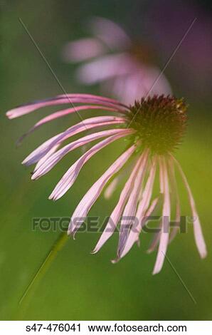 Purple Coneflowers. Echinacea pallida. Maryland, USA. July 2005 View Large Photo Image Stock Image - Purple Coneflowers. Echinacea pallida. Maryland, USA. July 2005. Fotosearch