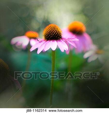 Purple coneflowers echinacea purpurea View Large Photo Image Picture - Purple coneflowers echinacea purpurea. Fotosearch