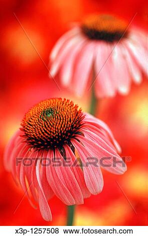 Purple coneflowers Echinacea purpurea View Large Photo Image Stock Photo - Purple coneflowers Echinacea purpurea. Fotosearch
