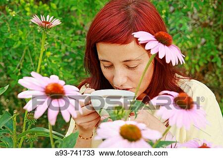 Purple coneflowers infusion and girl View Large Photo Image Stock Image - Purple coneflowers infusion and girl. Fotosearch