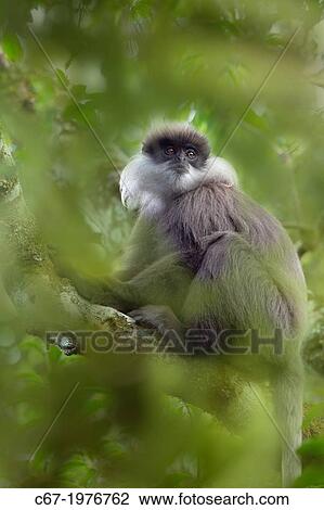 Purple-faced leaf monkey Semnopithecus vetulus. View Large Photo Image Stock Image - Purple-faced leaf monkey Semnopithecus vetulus.. Fotosearch
