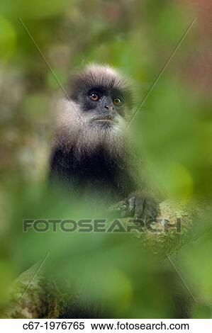 Purple-faced leaf monkey Semnopithecus vetulus. View Large Photo Image Stock Photography - Purple-faced leaf monkey Semnopithecus vetulus.. Fotosearch