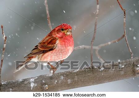 Stock Photography - Purple Finch Carpodacus purpureus Male perching during April snowstorm. Fotosearch