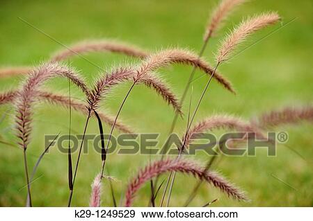 Stock Photo - Purple Fountain Grass Pennisetum setaceum Rubrum. Fotosearch