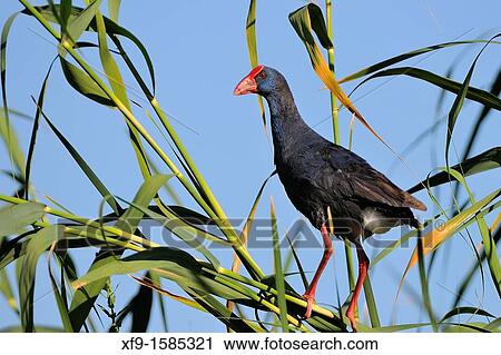 Purple Gallinule. Porphyrio porphyrio. Guadiana river. Badajoz. Extremadura. Spain View Large Photo Image Stock Image - Purple Gallinule. Porphyrio porphyrio. Guadiana river. Badajoz. Extremadura. Spain. Fotosearch