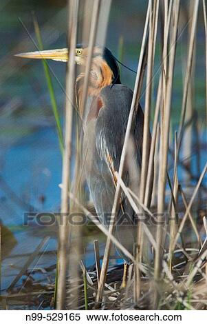 Purple Heron (Ardea purpurea), hiding himself behind reed, camouflage, marsh in the flood-plain forest, near river Bojana, Monte (Crna Gora), river Buna, Albania (Bojana/Buna river forming the border between Monte and Albania) View Large Photo Image Stock Photography - Purple Heron (Ardea purpurea), hiding himself behind reed, camouflage, marsh in the flood-plain forest, near river Bojana, Monte (Crna Gora), river Buna, Albania (Bojana/Buna river forming the border between Monte and Albania). Fotosearch