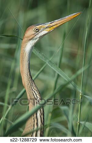 Purple Heron (Ardea purpurea) View Large Photo Image Stock Photo - Purple Heron (Ardea purpurea). Fotosearch