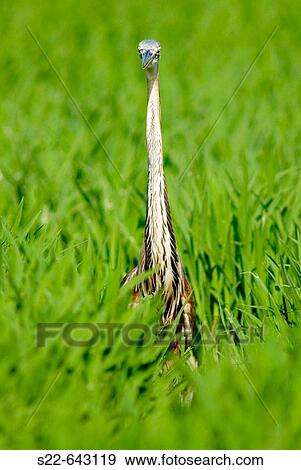 Stock Photo - Purple Heron (Ardea purpurea). Albufera, Valencia province, Comunidad Valenciana, Spain. Fotosearch