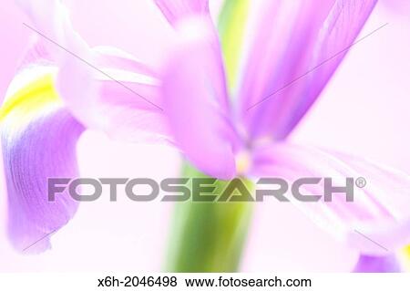 purple iris on a white background, fresh and contemporary still life View Large Photo Image Stock Photo - purple iris on a white background, fresh and contemporary still life. Fotosearch