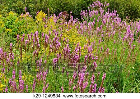 Purple loosestrife Lythrum salicaria infesting a wetland with Canada Goldenrod Solidago canadensis View Large Photo Image Picture - Purple loosestrife Lythrum salicaria infesting a wetland with Canada Goldenrod Solidago canadensis. Fotosearch