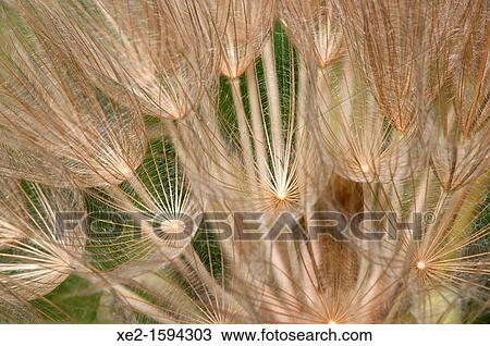 Purple salsify Tragopogon porrifolius, Crete View Large Photo Image Stock Image - Purple salsify Tragopogon porrifolius, Crete. Fotosearch