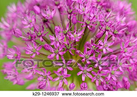 Purple sensation onion flowers Allium aflatunense View Large Photo Image Stock Photo - Purple sensation onion flowers Allium aflatunense. Fotosearch